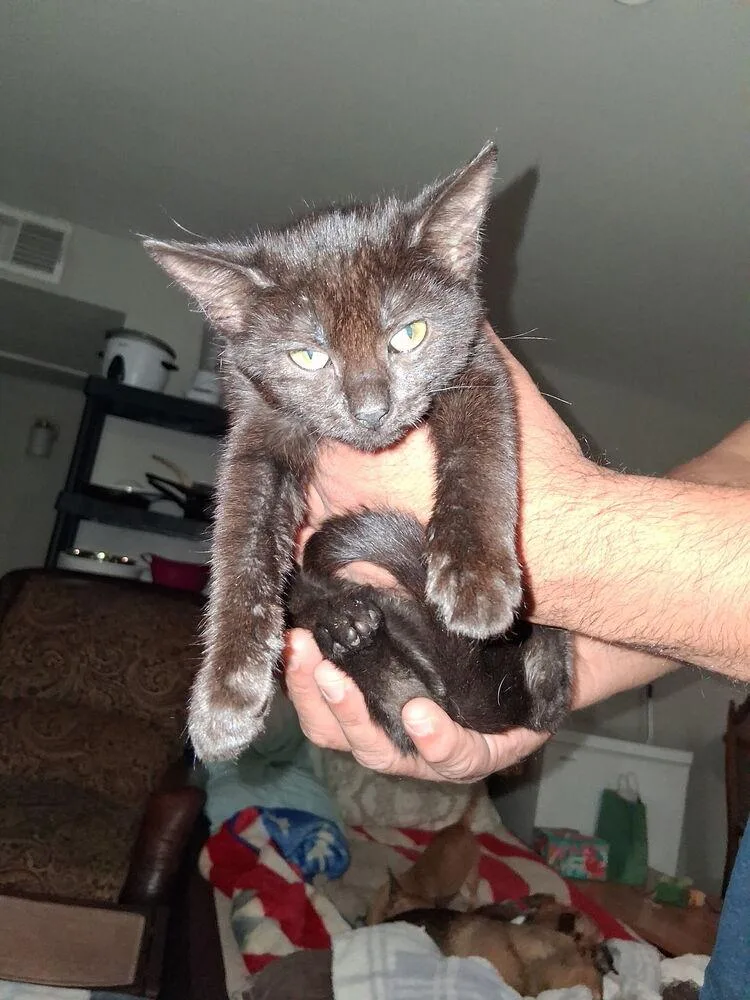 Mcintosh thumbnail 2