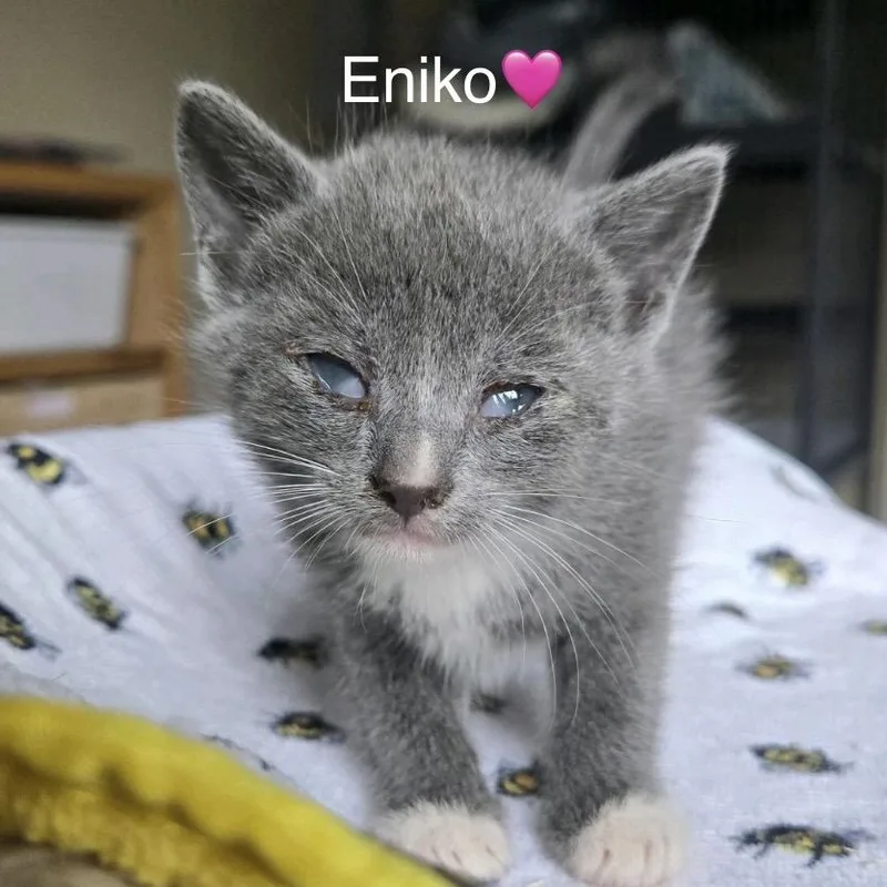 A baby small-sized female Gray / Blue / Silver Domestic Short Hair cat named Eniko for adoption in Peachtree City, GA