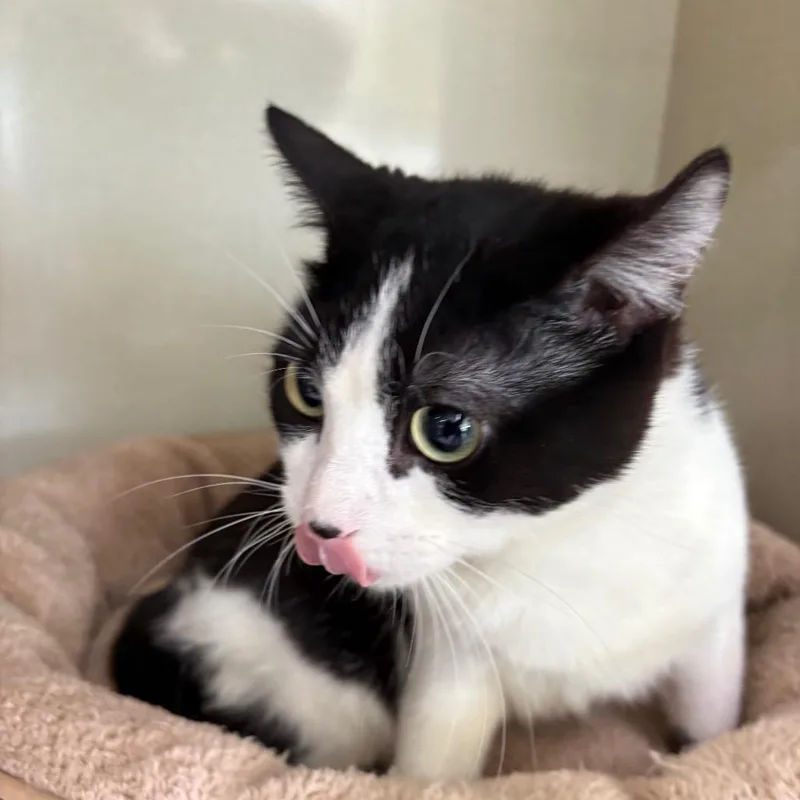 A young medium-sized male Black Domestic Short Hair cat named Winterfell for adoption in St. Paul, MN