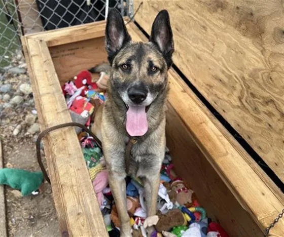 An adult large-sized male German Shepherd Dog dog named Firehouse for adoption in Antioch, CA