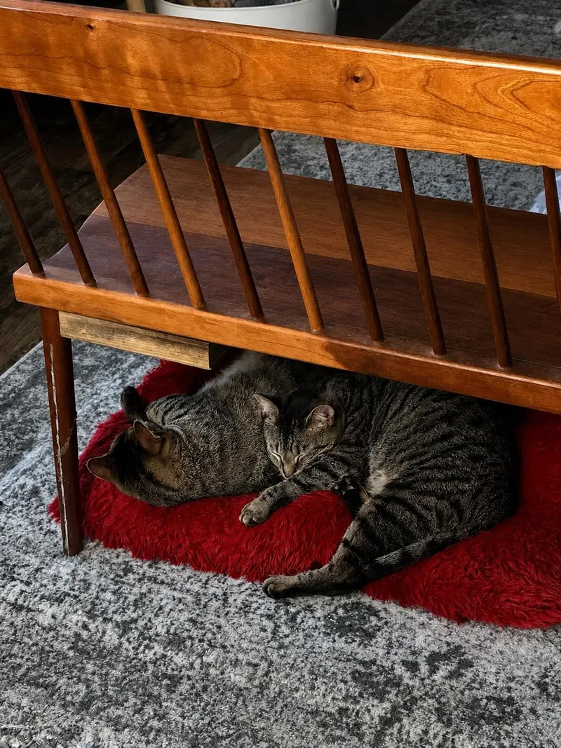A young medium-sized female Tabby cat named Squirrel & Lobster for adoption in Mooresville, NC