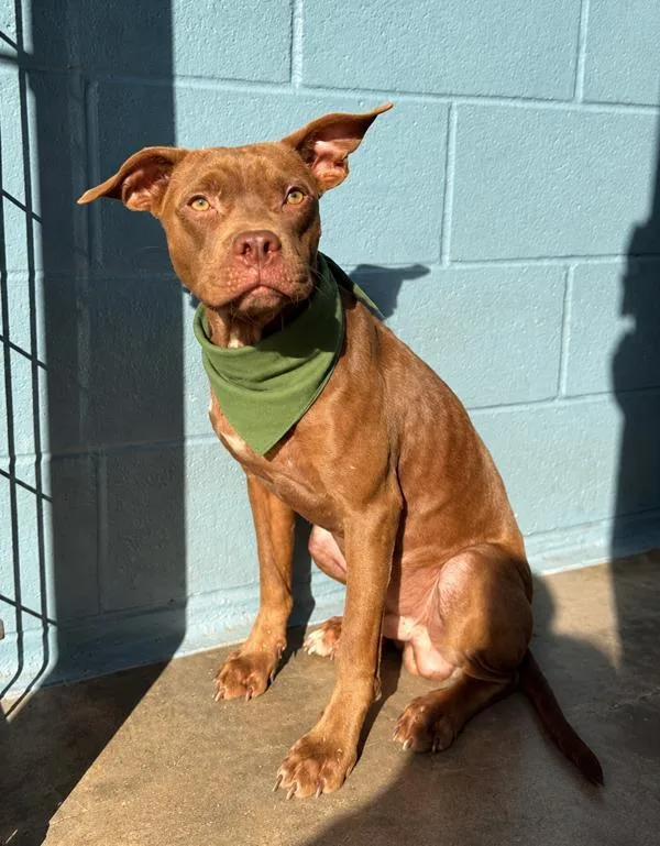 An adult medium-sized male Terrier dog named PoBoy for adoption in Lafayette, LA