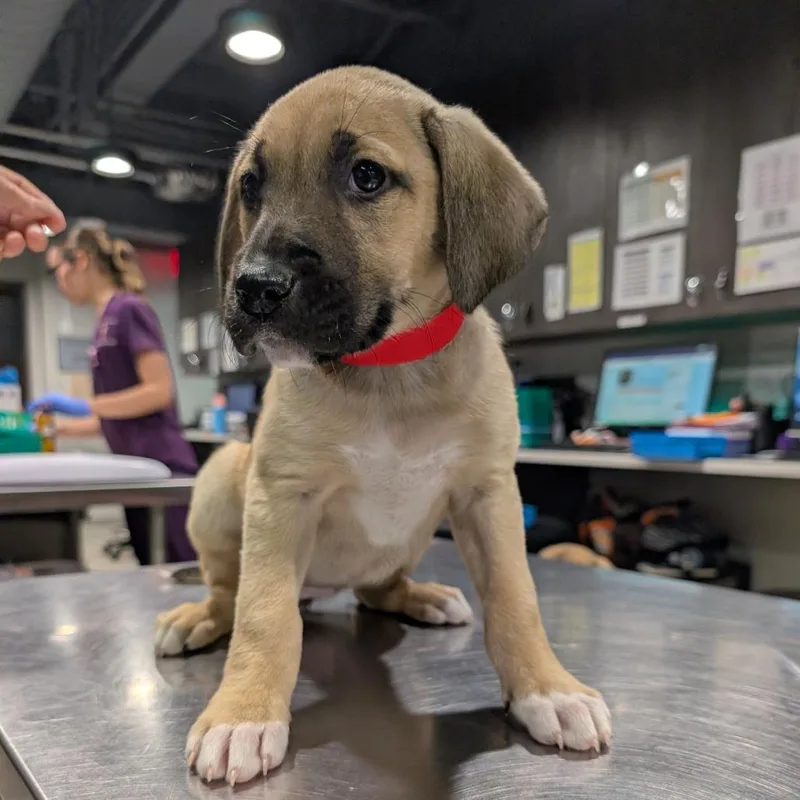 A baby medium-sized female Yellow / Tan / Blond / Fawn Shepherd dog named Emerson for adoption in Tampa, FL