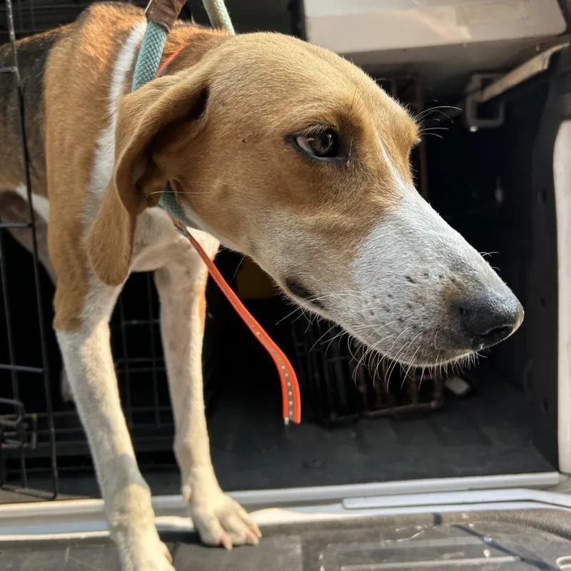 An adult medium-sized female Yellow / Tan / Blond / Fawn Hound dog named Cinderella for adoption in Charlottesville, VA