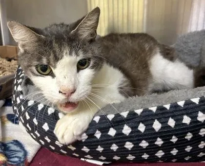 A senior small-sized male Domestic Short Hair cat named Tango for adoption in New Albany, IN
