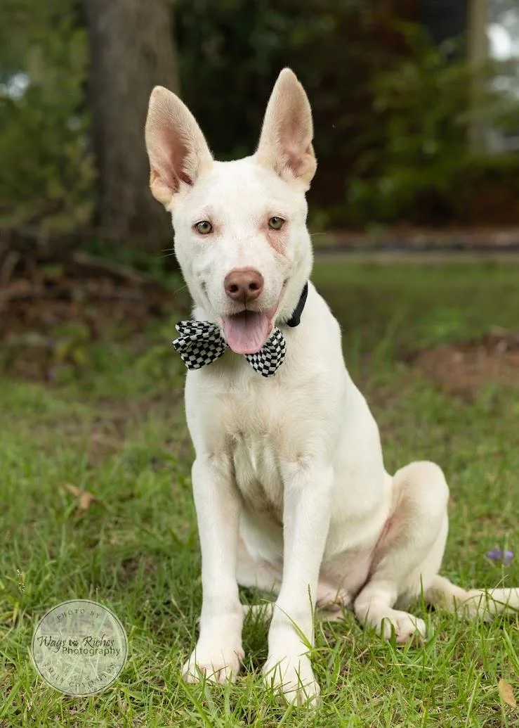 Duke  In The thumbnail 4