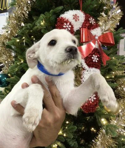 A young small-sized male Terrier dog named A for adoption in Riverside, CA