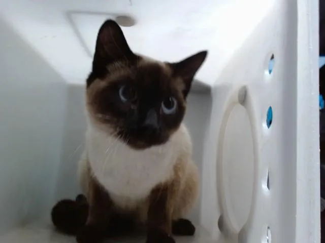 A young medium-sized female Domestic Short Hair cat named Sofie for adoption in Albuquerque, NM