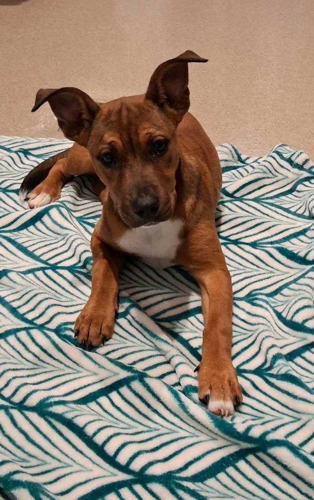 A baby medium-sized female Pit Bull Terrier dog named Ruby for adoption in Seguin, TX