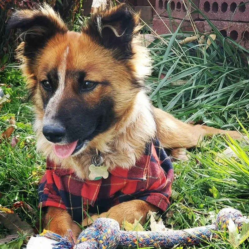 Koda