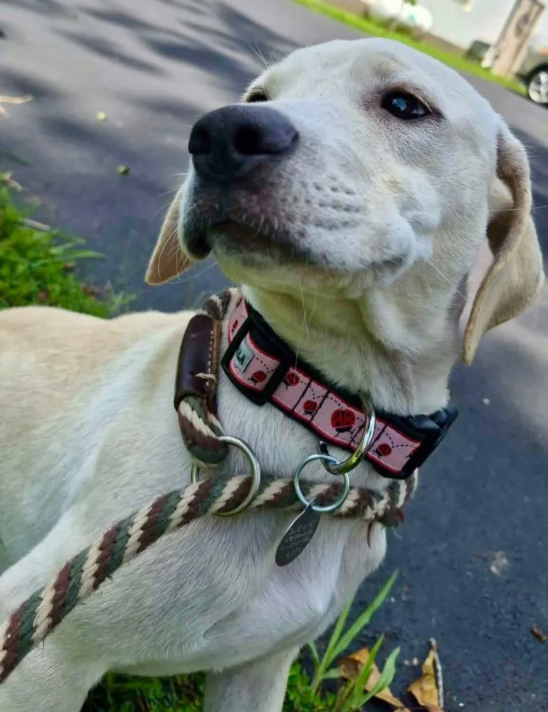 A baby medium-sized female Labrador Retriever dog named Poppy for adoption in Forsyth, GA