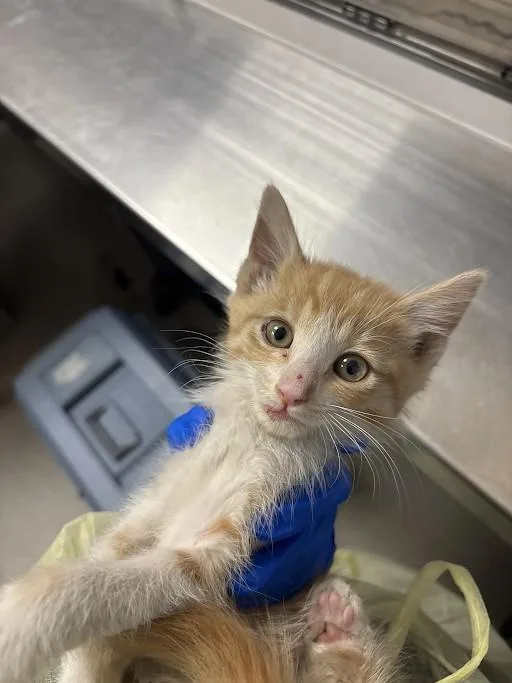 A baby small-sized male Domestic Short Hair cat named Marvin for adoption in Las Vegas, NV