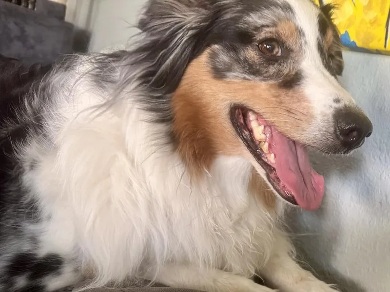 Chula