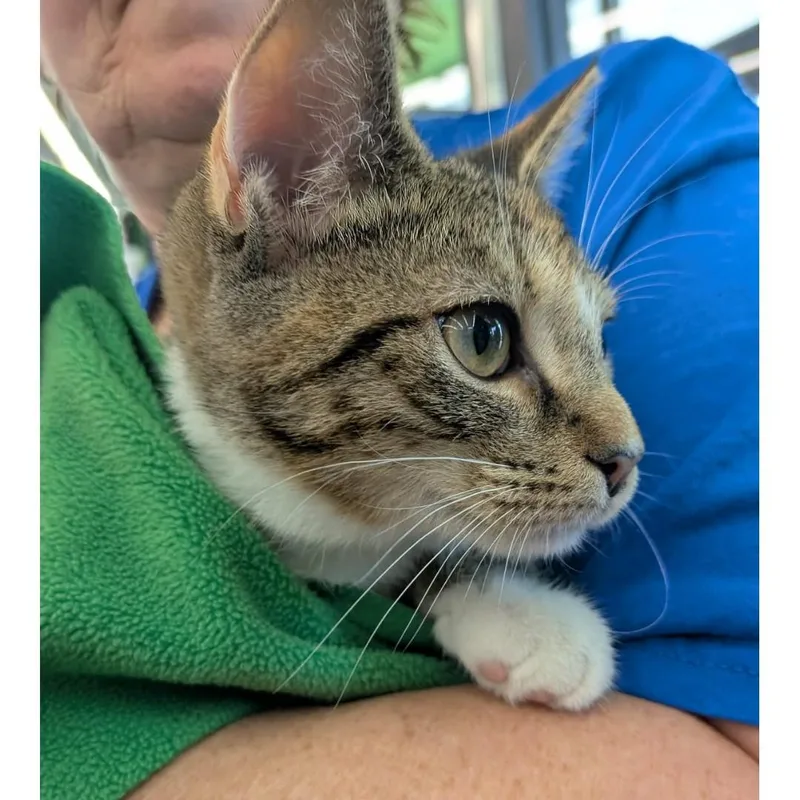 A baby medium-sized female Tabby (Brown / Chocolate) Calico cat named Violet for adoption in Fairborn, OH
