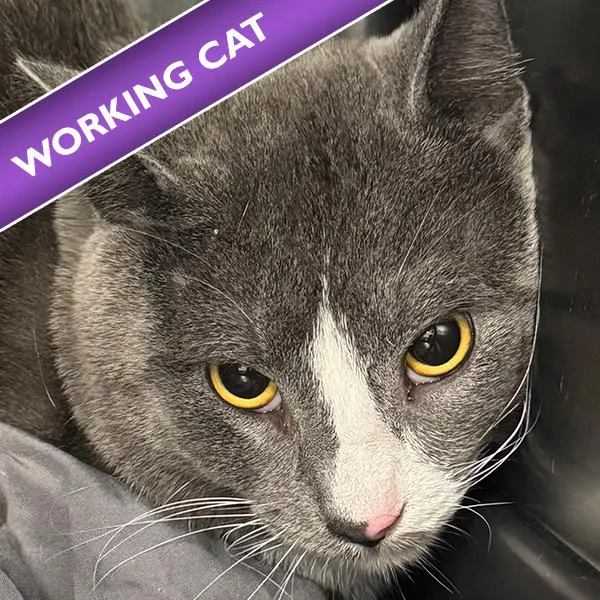 An adult medium-sized male Domestic Short Hair cat named Tansy for adoption in Des Moines, IA