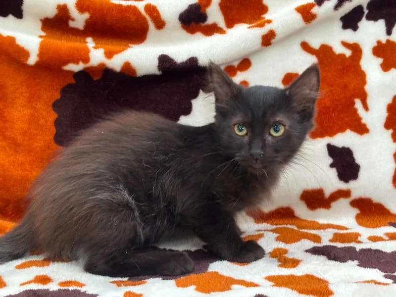 A baby small-sized male Domestic Short Hair cat named Graham for adoption in Warrenton, NC