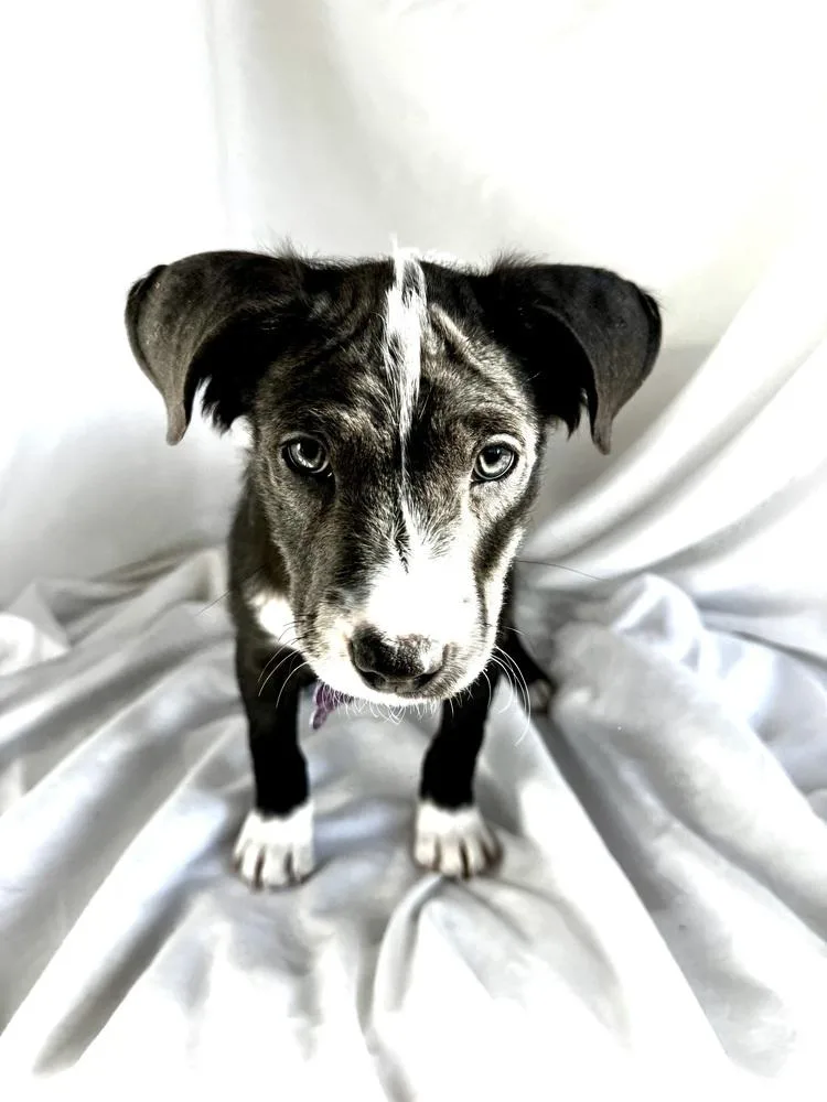 A baby medium-sized male Labrador Retriever dog named Elk for adoption in Thornton, CO