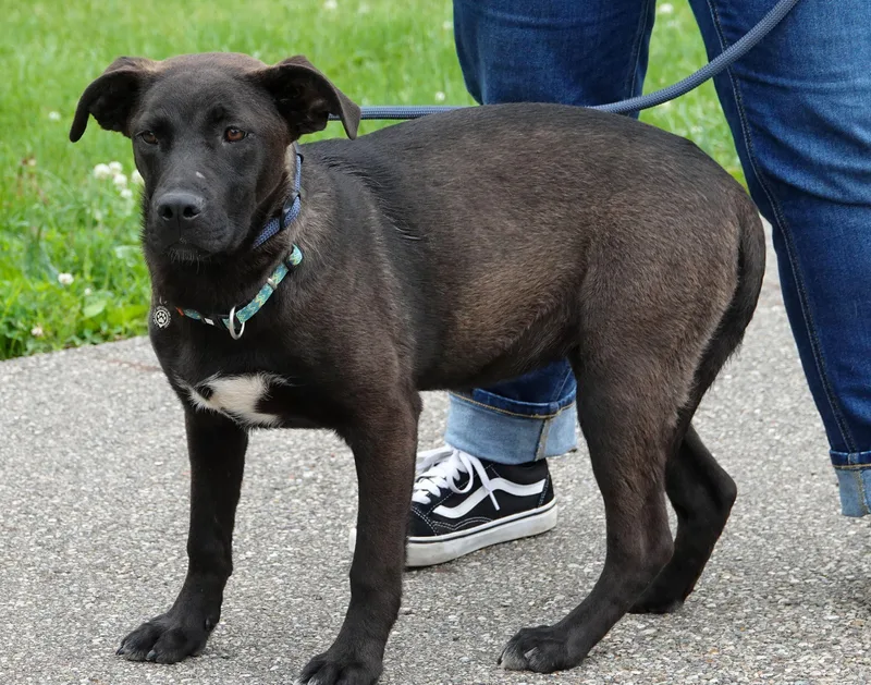 A young medium-sized female Black Shepherd dog named Ursula for adoption in Millfield, OH