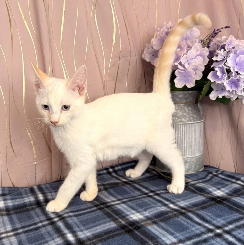 Starling thumbnail 2