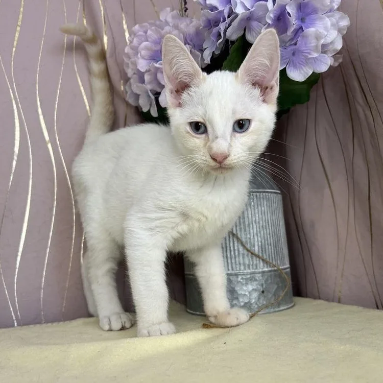 Starling thumbnail 3