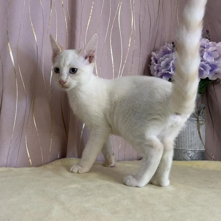 Starling thumbnail 4