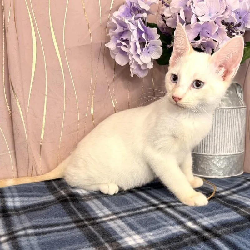 Starling thumbnail 5