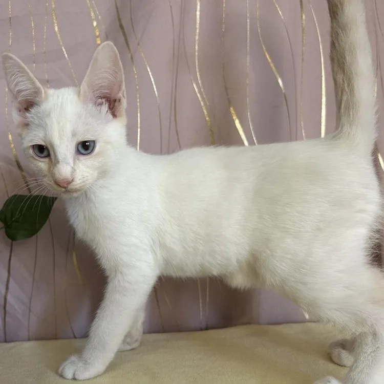 Starling thumbnail 6