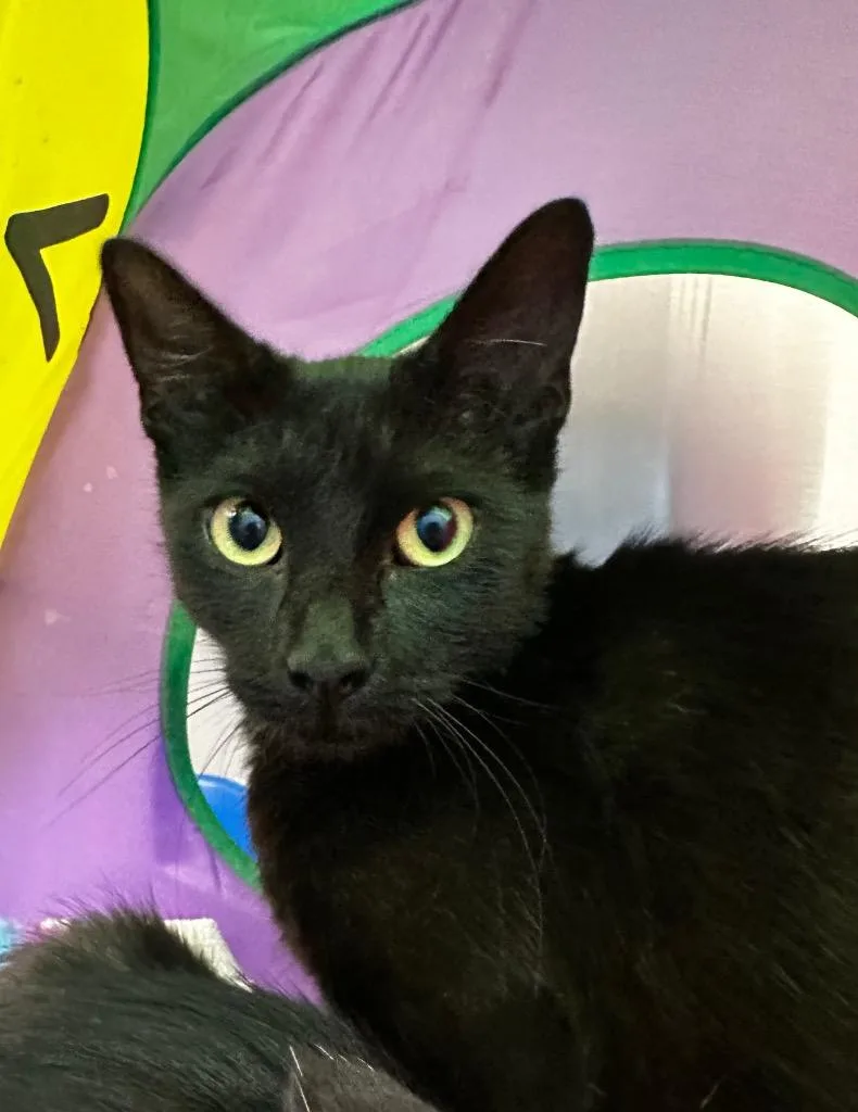 A young medium-sized female Domestic Short Hair cat named Beth for adoption in Jonesboro, AR