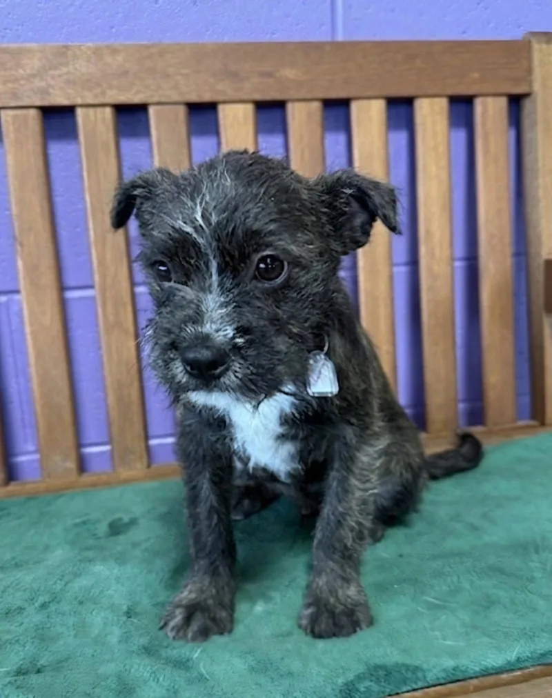 A baby small-sized male Boston Terrier dog named Stewert for adoption in North Prairie, WI