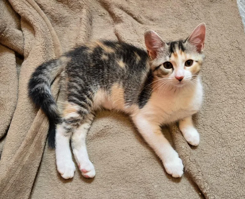 A baby medium-sized female Domestic Short Hair cat named Debutante for adoption in Youngsville, NC
