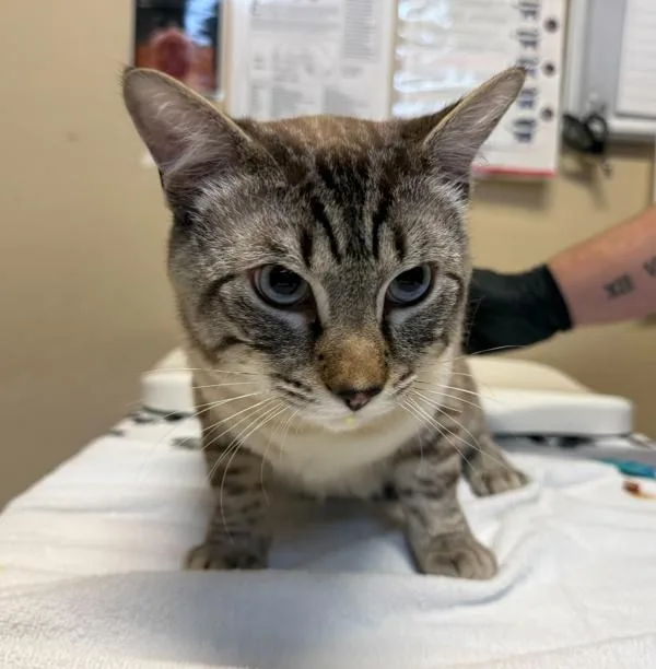 A young small-sized male Domestic Short Hair cat named Spiderman for adoption in Oceanside, CA