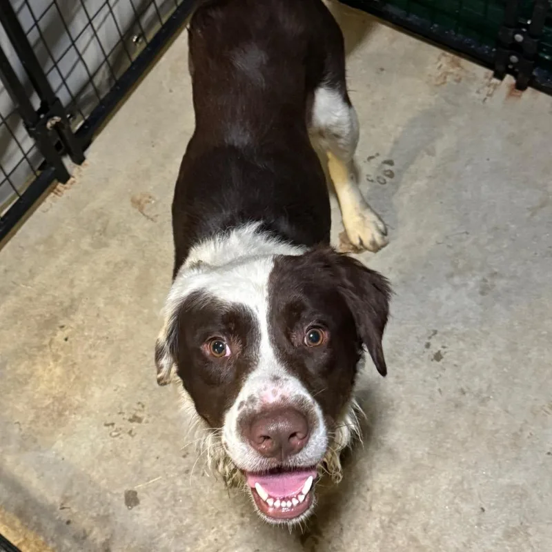 An adult large-sized male White / Cream Setter dog named Krandle for adoption in Birmingham, AL