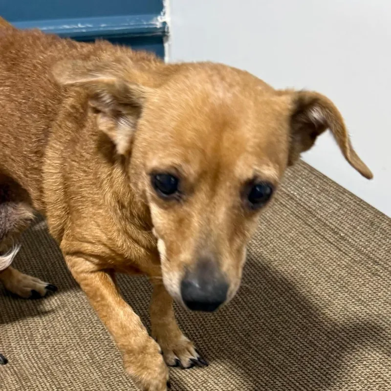 A senior small-sized female Red / Chestnut / Orange Dachshund dog named San Tan for adoption in Washburn, MO