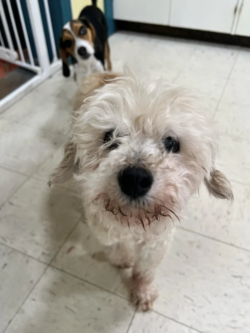 A senior small-sized female Miniature Poodle dog named Fiona for adoption in Foster, RI
