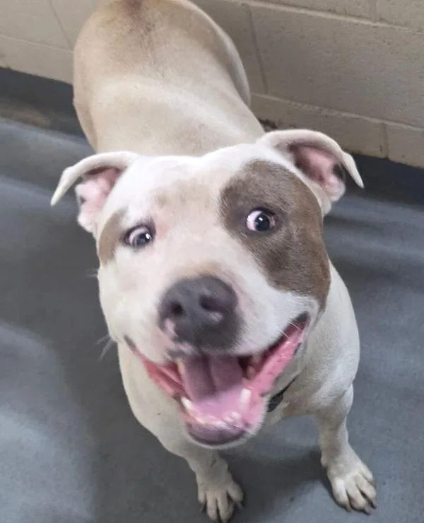An adult medium-sized male Pit Bull Terrier dog named b Junior for adoption in Dallas, GA