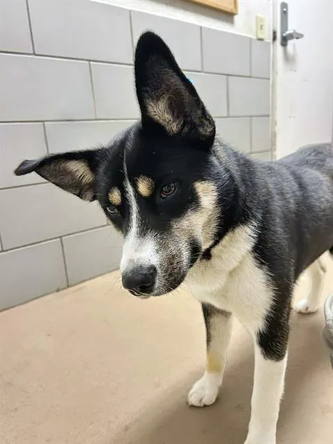 An adult medium-sized female Black Mixed Breed dog named Bianca for adoption in Nashville, TN