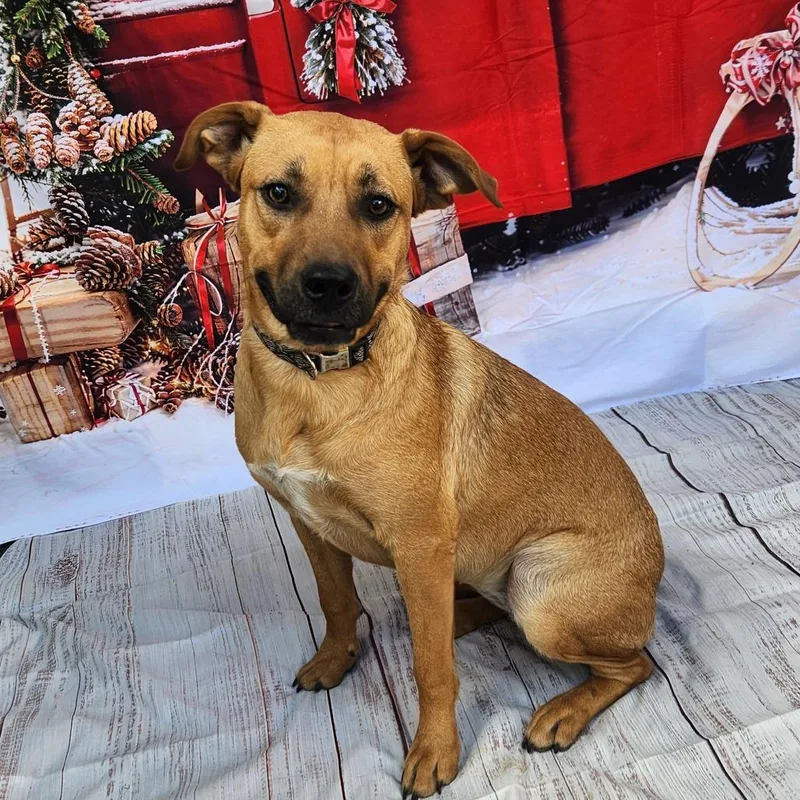 Brooke Ka thumbnail 4