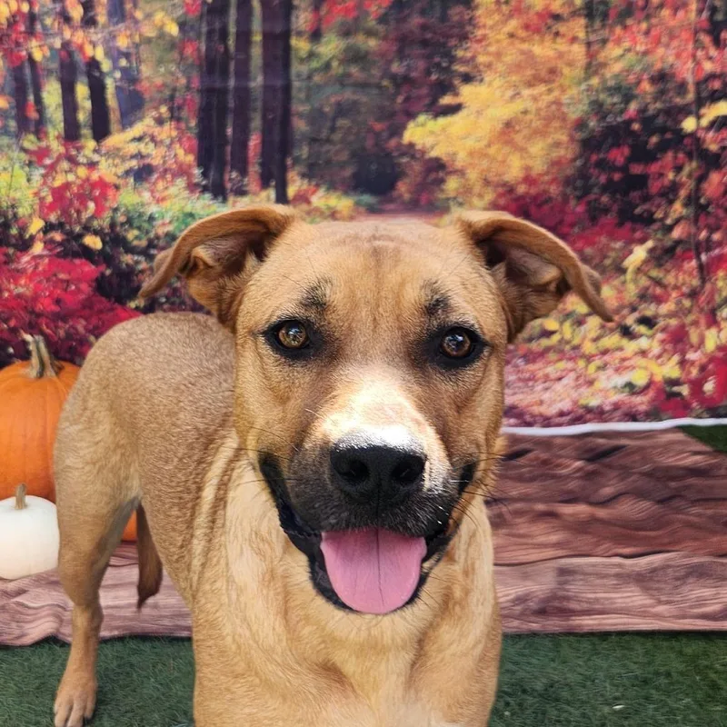 Brooke Ka thumbnail 5