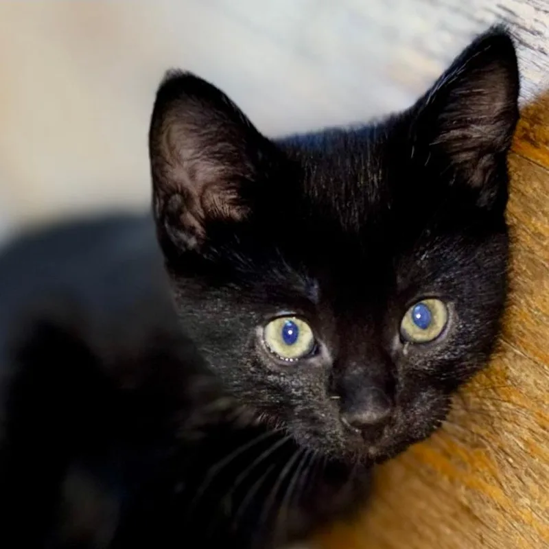 A baby small-sized female Black Domestic Short Hair cat named Cricket for adoption in Minneapolis, MN