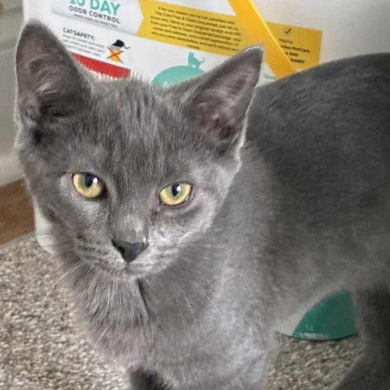 A young small-sized female Gray / Blue / Silver Domestic Short Hair cat named Sapphire for adoption in Bel Air, MD