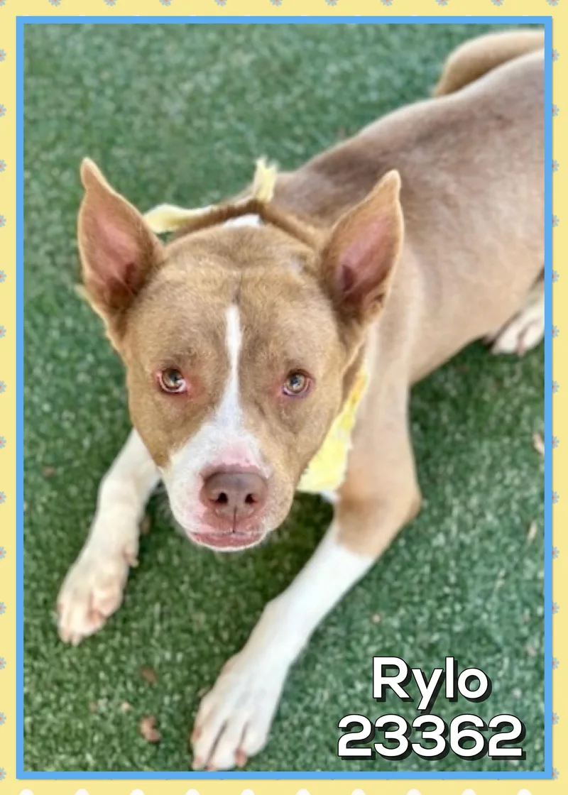 An adult medium-sized male Pit Bull Terrier dog named Rylo for adoption in Marietta, GA