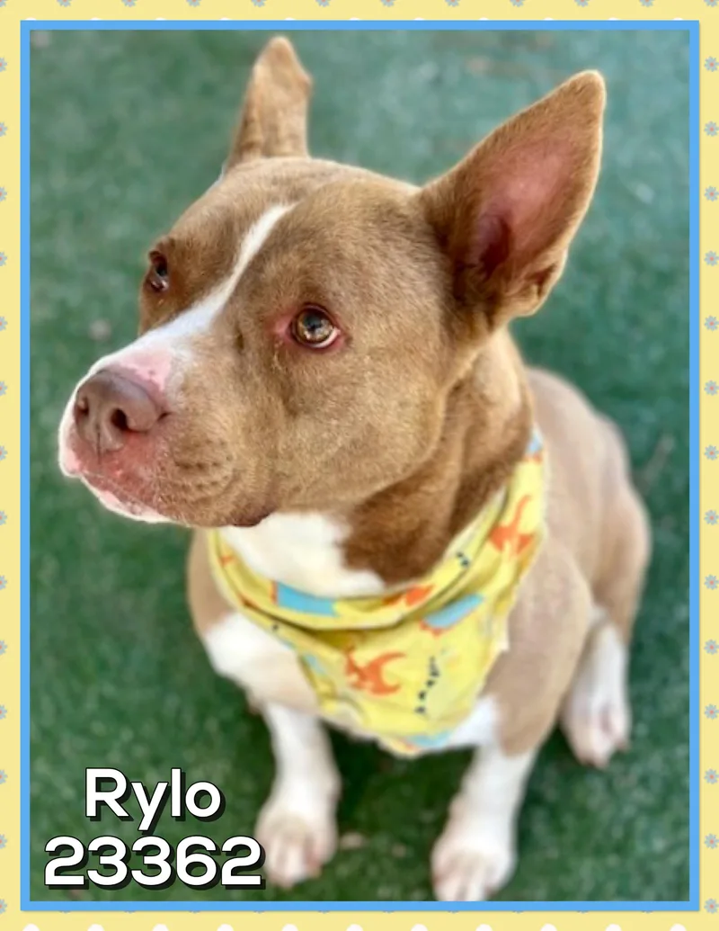 Rylo thumbnail 2