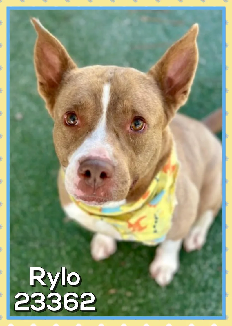 Rylo thumbnail 3