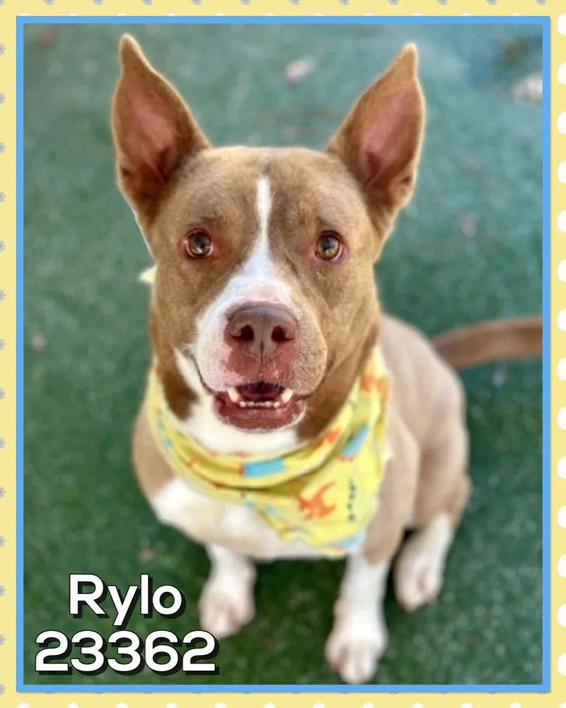 Rylo thumbnail 4