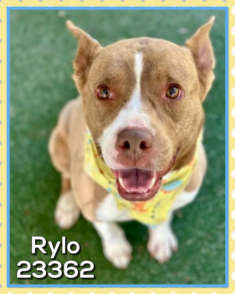 Rylo thumbnail 5