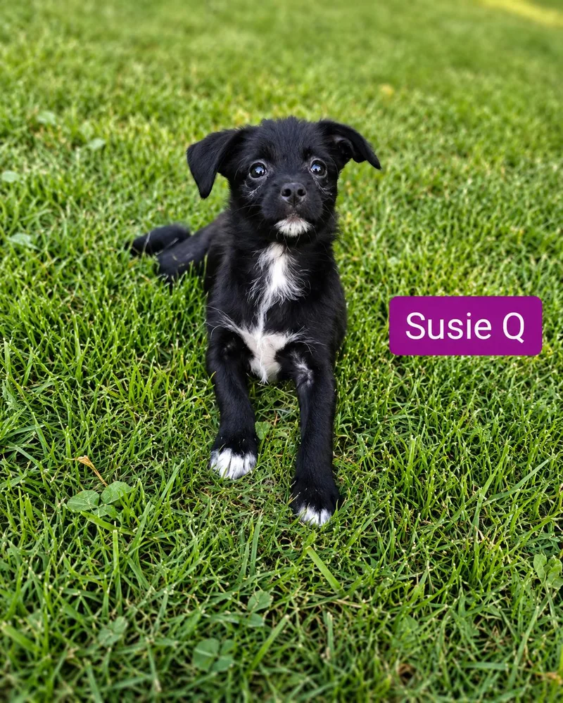 A baby small-sized female Black Pug dog named Susie Q for adoption in Clinton Twp, MI