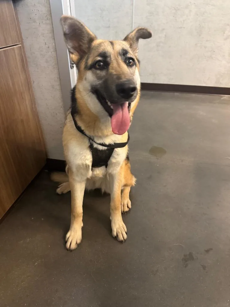 An adult medium-sized female German Shepherd Dog dog named Sydney for adoption in Clarksville, TN