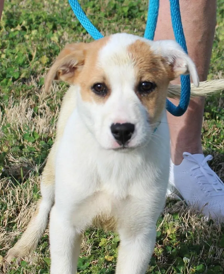 A baby medium-sized female White / Cream Labrador Retriever dog named Nelly for adoption in Claremore, OK