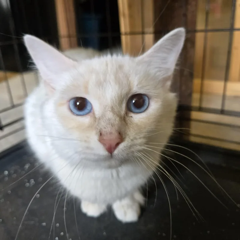An adult medium-sized female White Domestic Medium Hair cat named Gracie for adoption in MOUNT AIRY, NC