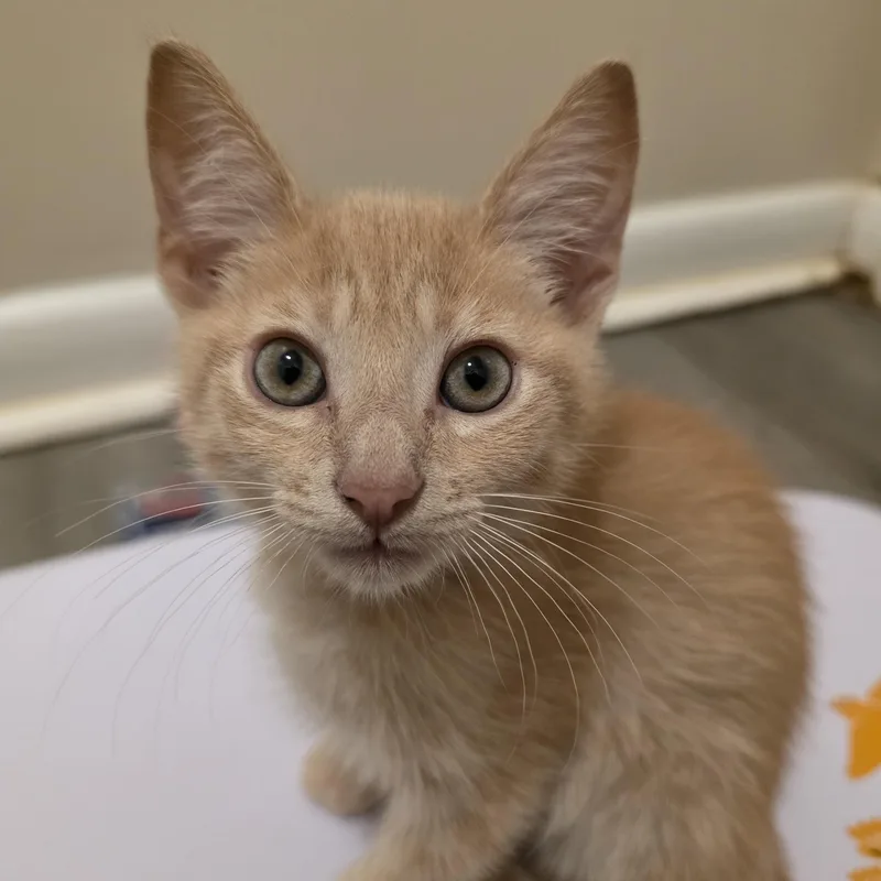 A baby medium-sized male Orange / Red Domestic Short Hair cat named Hanish for adoption in Johnson City, TN